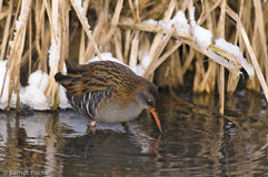 Wasserralle  - Zum Vergroessern klicken!